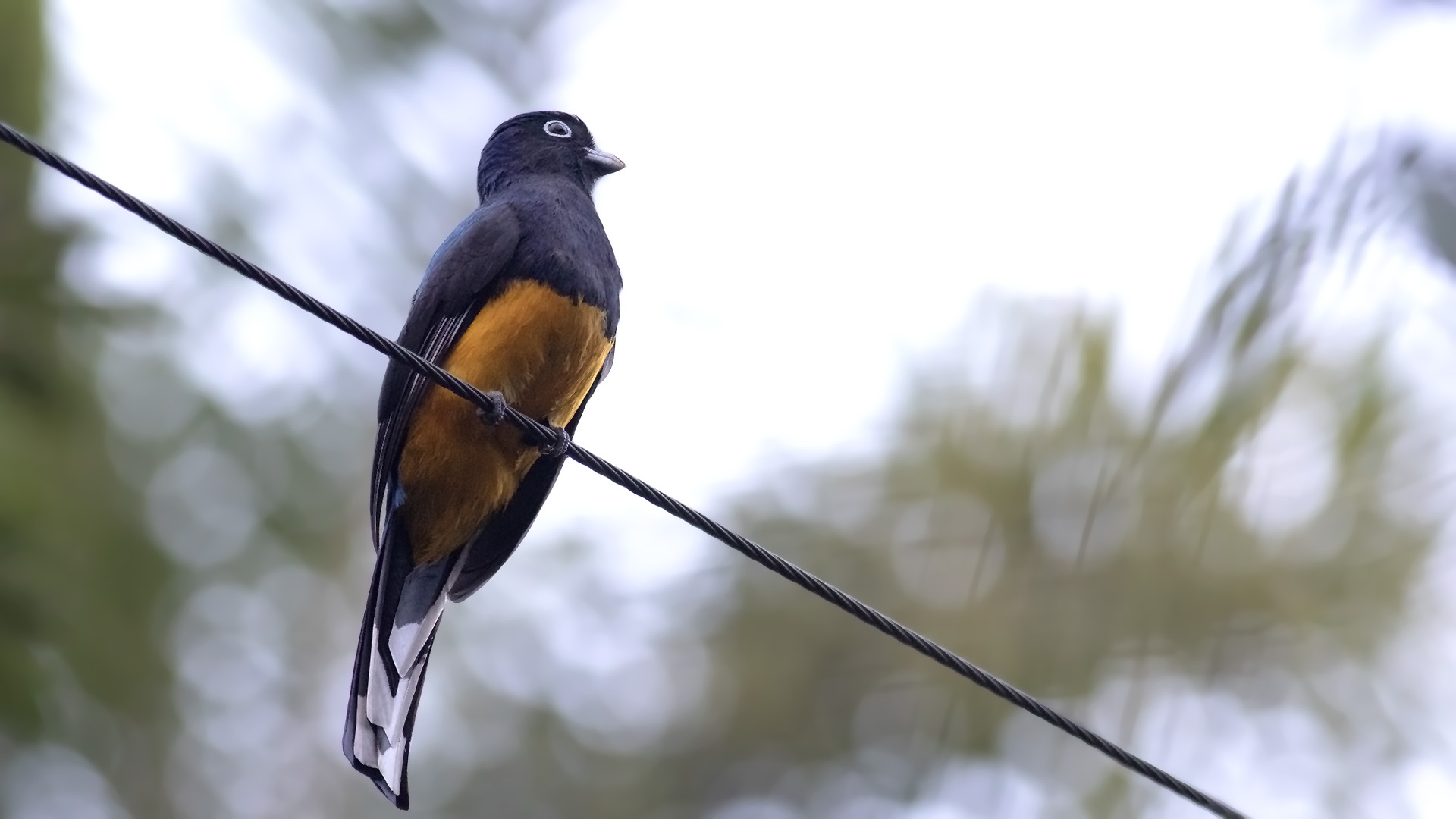 Green-backed Trogon